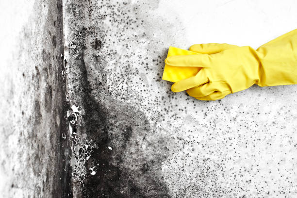 Best Commercial Mold Removal  in Lorenzo, TX