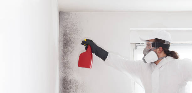 Best Mold Damage Repair  in Lorenzo, TX