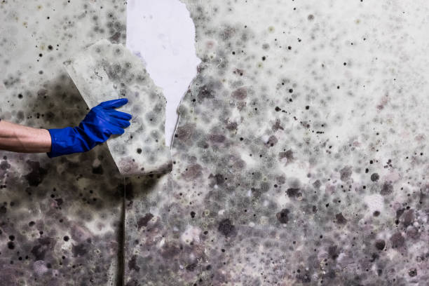 Best Fast Mold Removal  in Lorenzo, TX