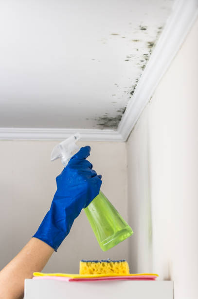 Mold Removal Process in Lorenzo, TX